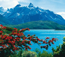 calafate